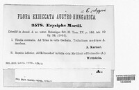 Erysiphe trifolii image
